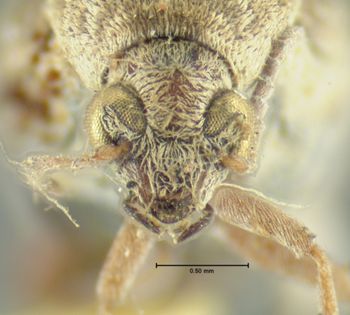 Media type: image;   Entomology 4470 Aspect: head frontal view